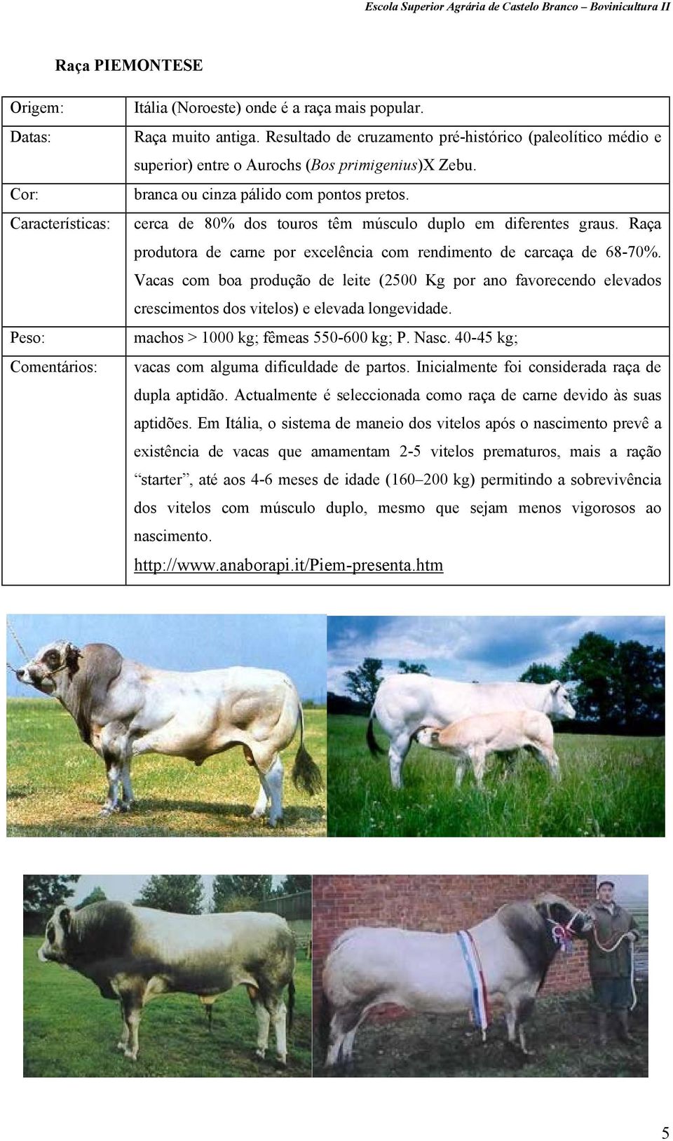 cerca de 80% dos touros têm músculo duplo em diferentes graus. Raça produtora de carne por excelência com rendimento de carcaça de 68-70%.