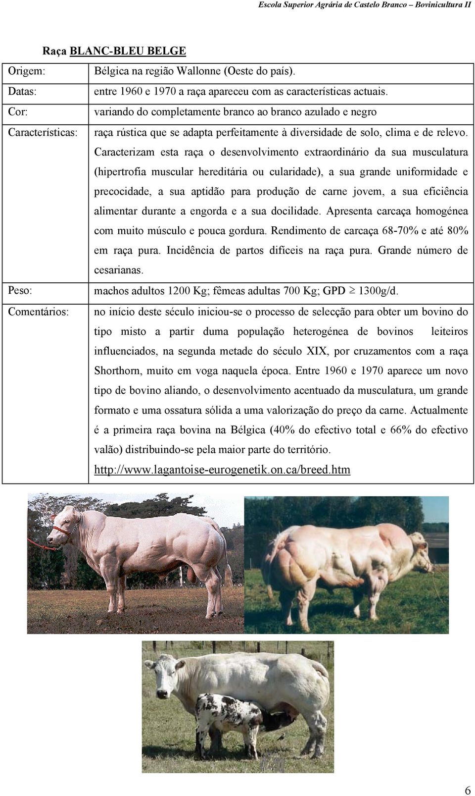 Caracterizam esta raça o desenvolvimento extraordinário da sua musculatura (hipertrofia muscular hereditária ou cularidade), a sua grande uniformidade e precocidade, a sua aptidão para produção de