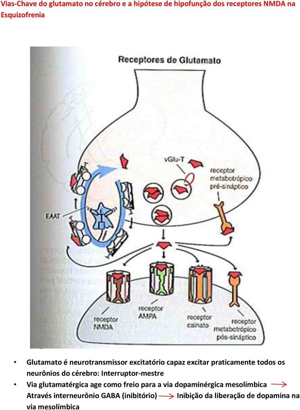 neurônios do cérebro: Interruptor-mestre Via glutamatérgica age como freio para a via