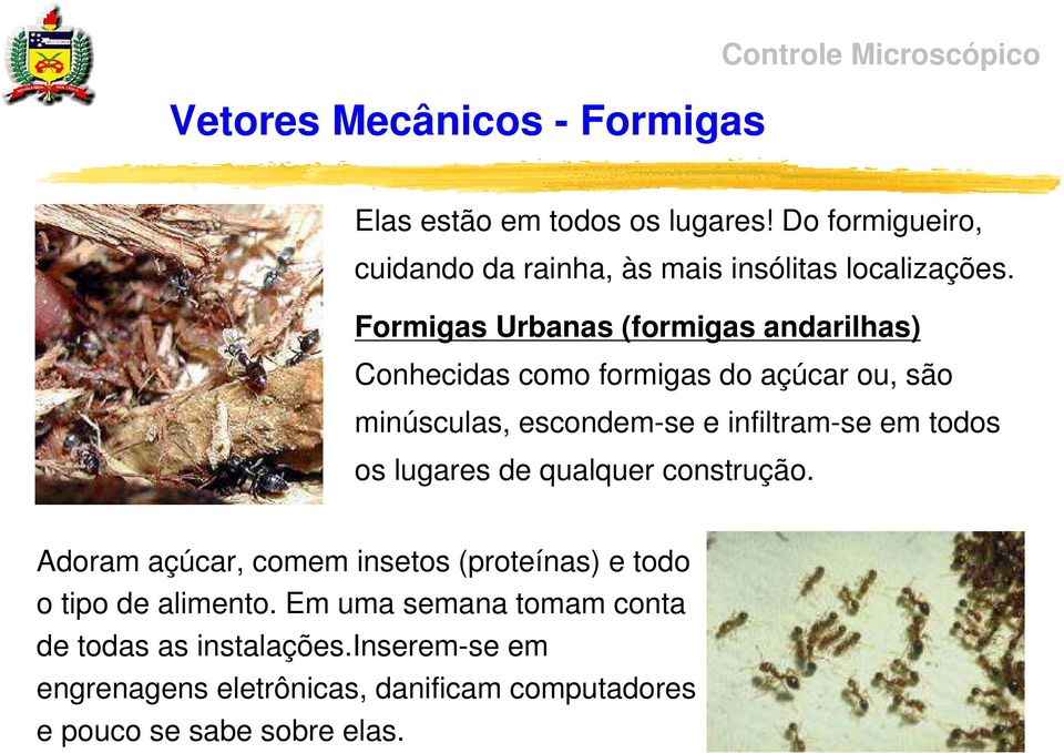 Formigas Urbanas (formigas andarilhas) Conhecidas como formigas do açúcar ou, são minúsculas, escondem-se e infiltram-se em todos