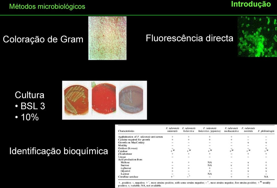 Fluorescência DIRECTA directa (1)