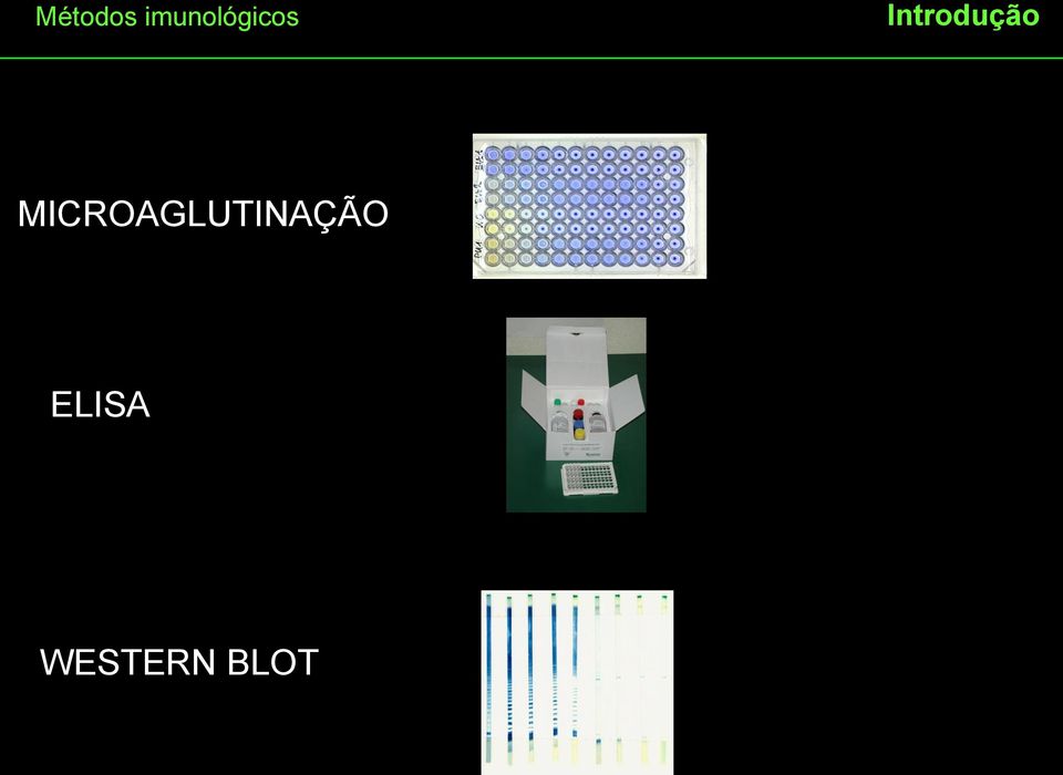 Negative controlserum WESTERN BLOT 2 4 8 16