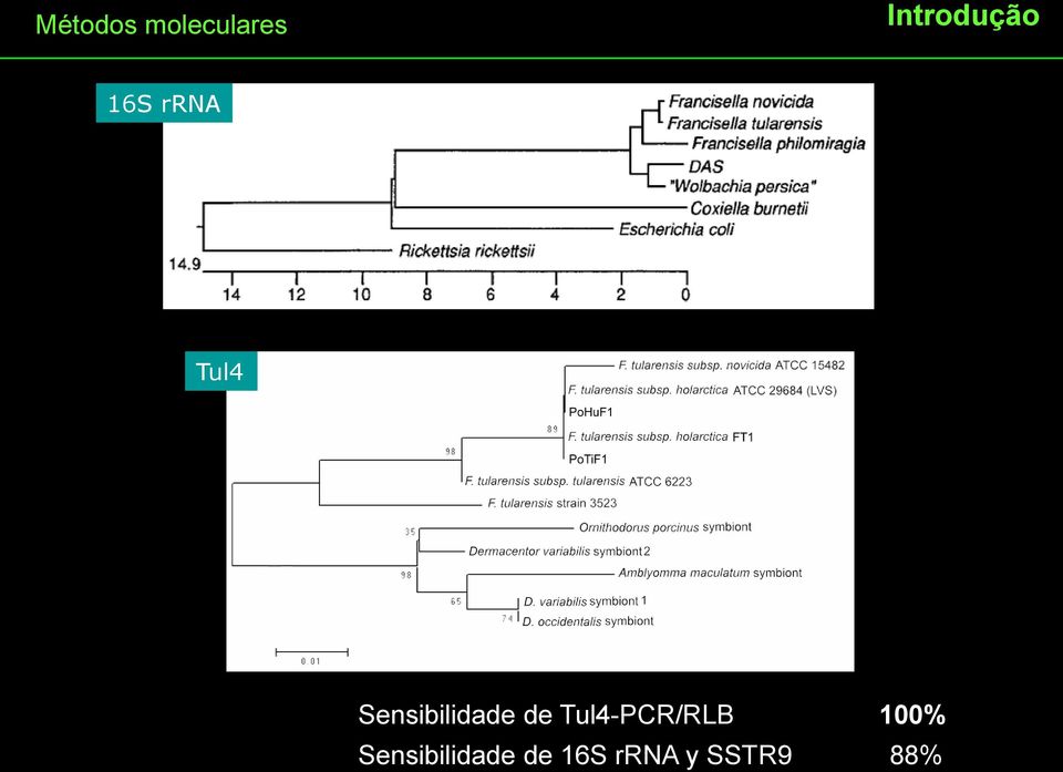 Sensibilidade de Tul4-PCR/RLB