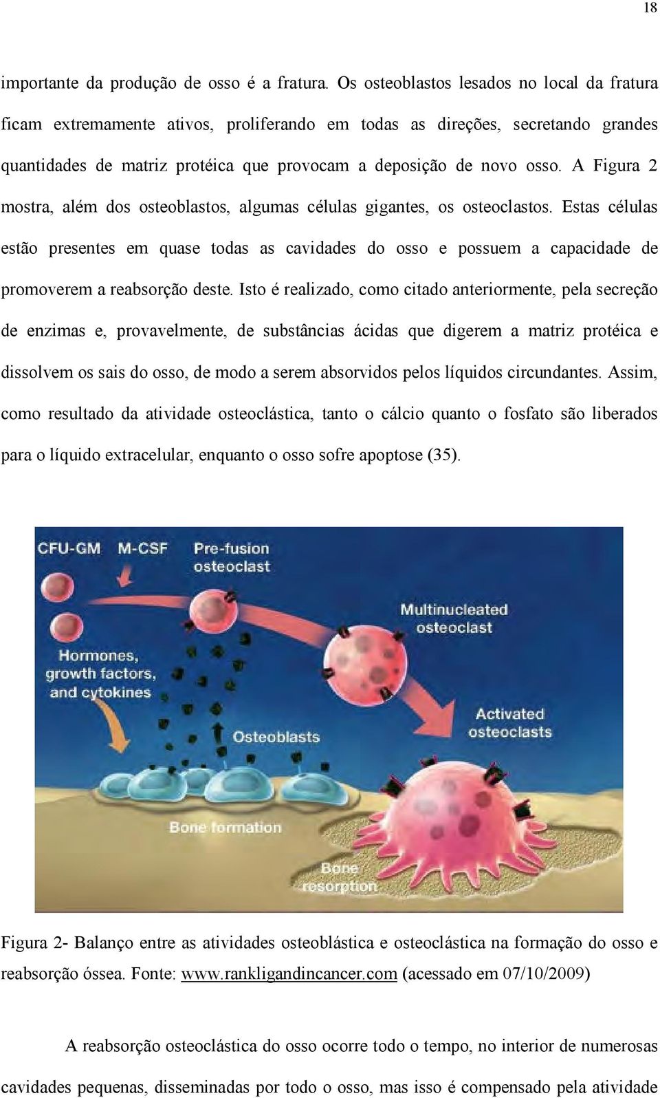 A Figura 2 mostra, além dos osteoblastos, algumas células gigantes, os osteoclastos.