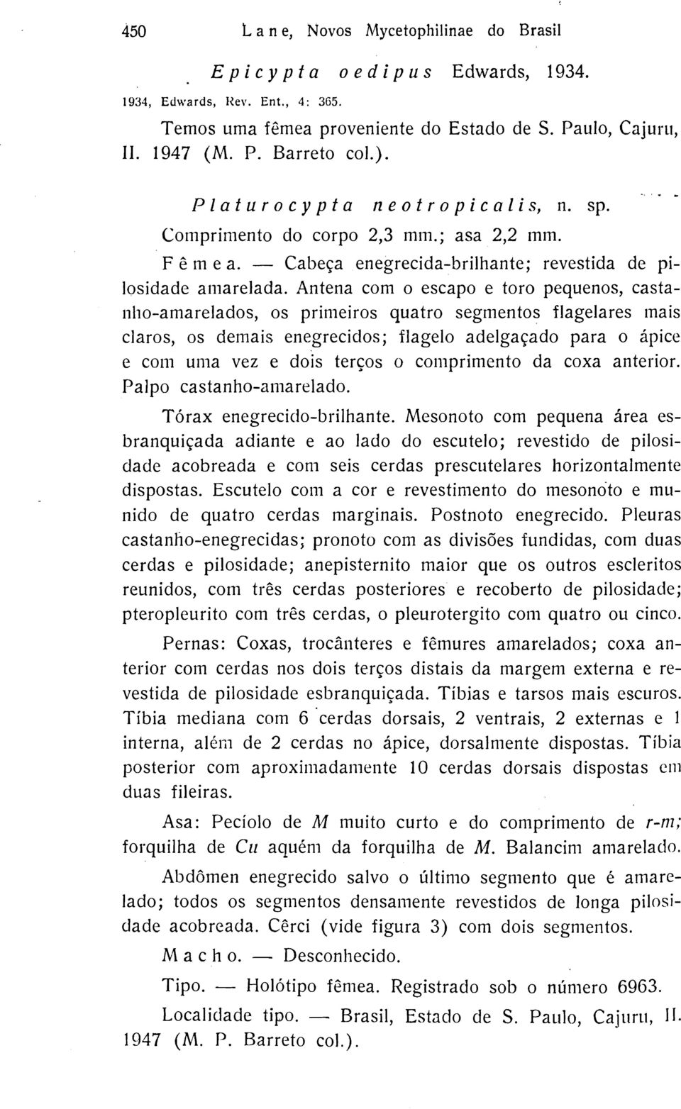 Antena com o escapo e toro pequenos, castanho-amarelados, os primeiros quatro segmentos flagelares inais claros, os demais enegrecidos; flagelo adelgaçado para o ápice e c0111 uma vez e dois terços o