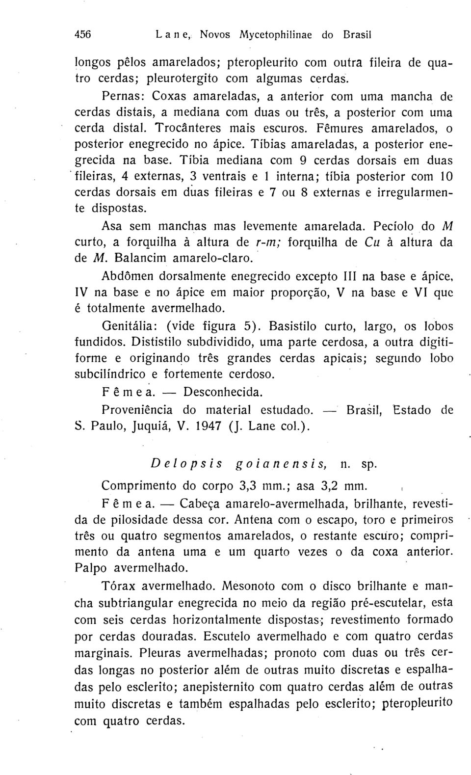 Fêmures amarelados, o posterior enegrecido no ápice. Tíbias amareladas, a posterior enegrecida na base.