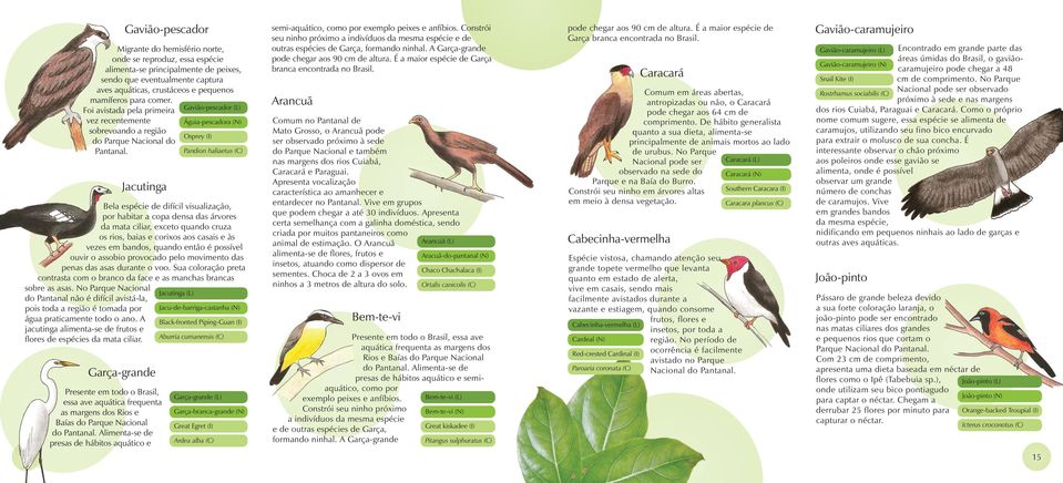 Pandion haliaetus (C) Jacutinga Bela espécie de difícil visualização, por habitar a copa densa das árvores da mata ciliar, exceto quando cruza os rios, baias e corixos aos casais e às vezes em