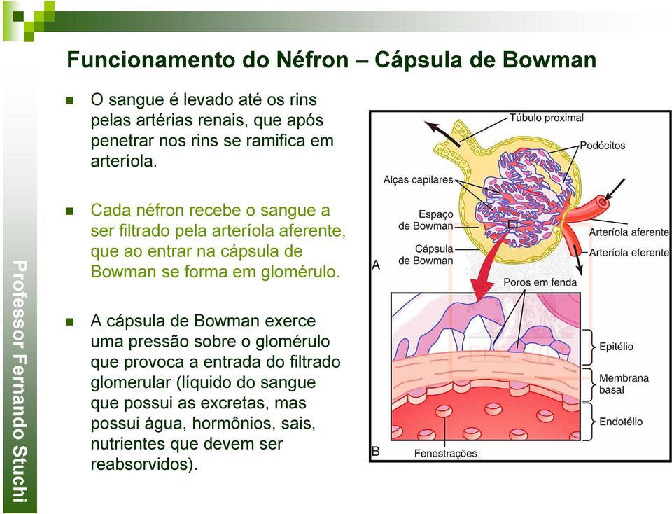 Cada néfron recebe o sangue a ser filtrado pela arteríola aferente, que ao entrar na cápsula de Bowman se forma em