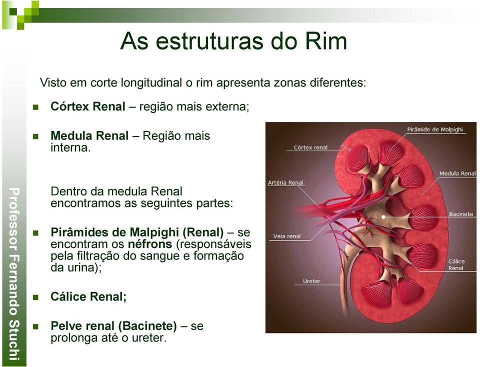 Dentro da medula Renal encontramos as seguintes partes: Pirâmides de Malpighi (Renal) se