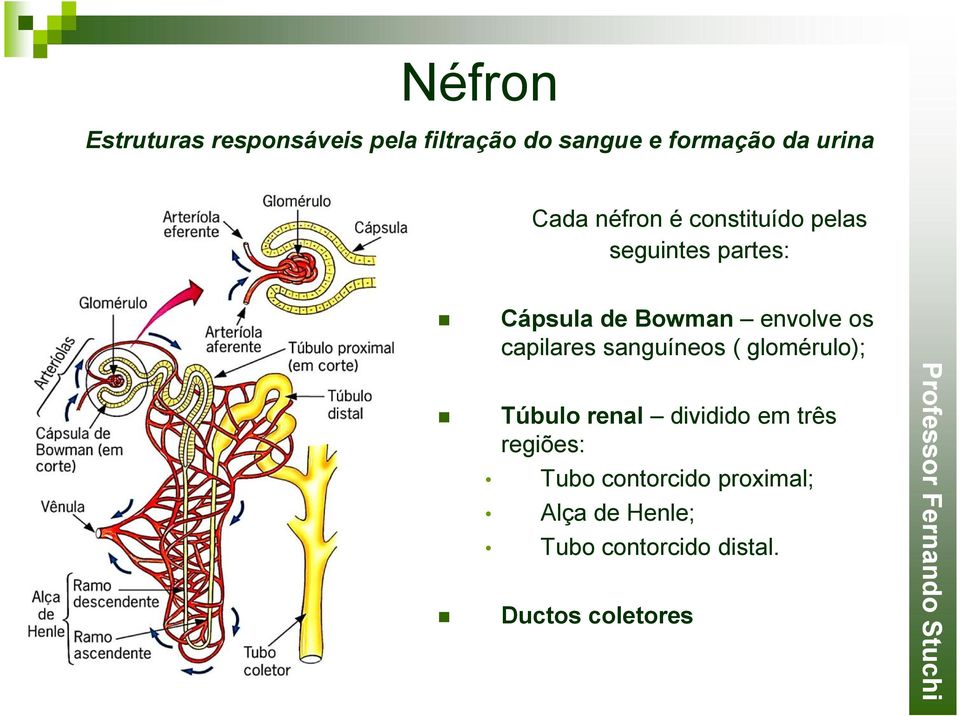 três regiões: Tubo contorcido proximal; Alça de Henle; Tubo contorcido distal.