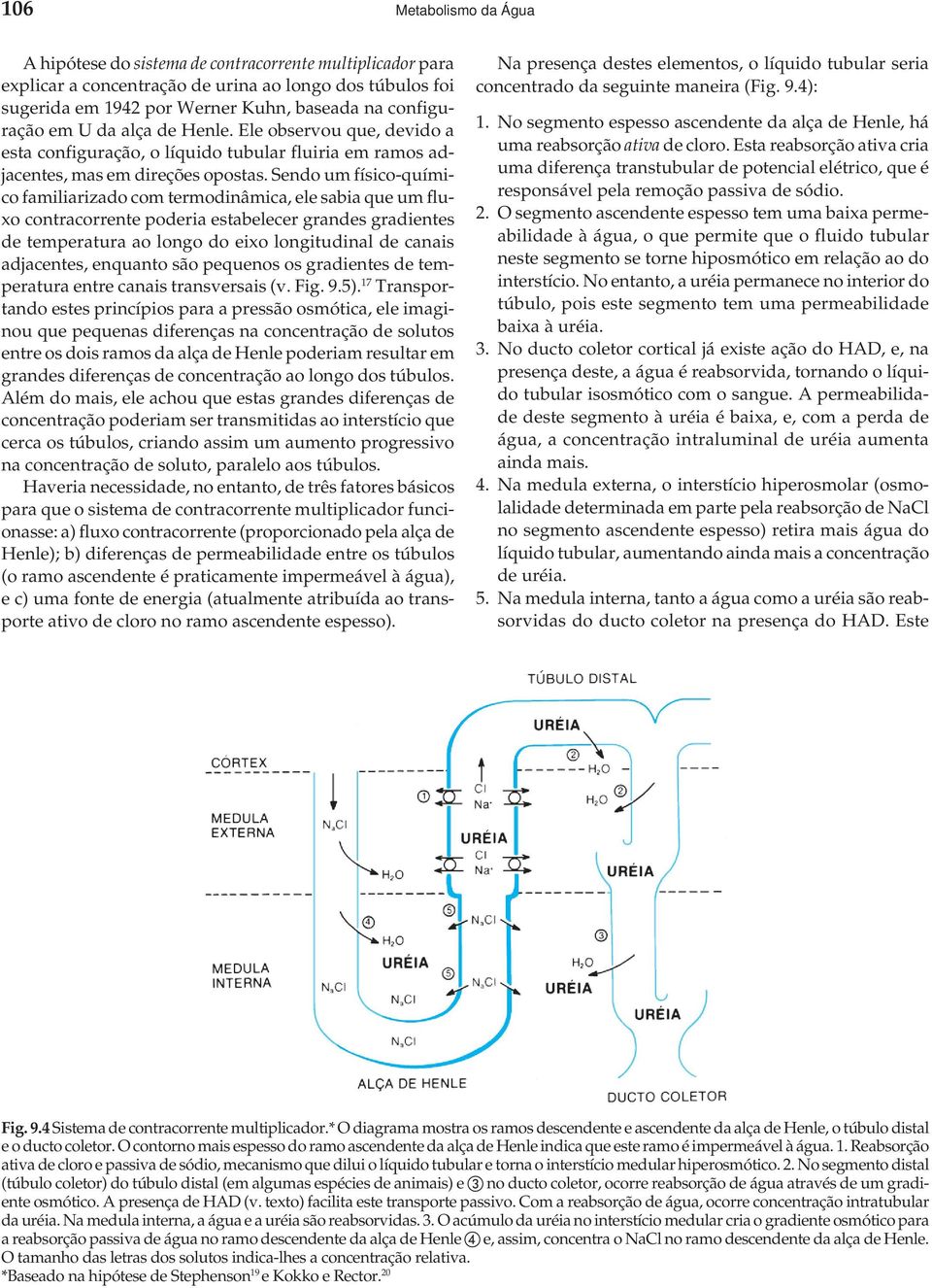 Sendo um físico-químico familiarizado com termodinâmica, ele sabia que um fluxo contracorrente poderia estabelecer grandes gradientes de temperatura ao longo do eixo longitudinal de canais