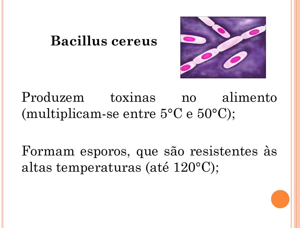 50 C); Formam esporos, que são
