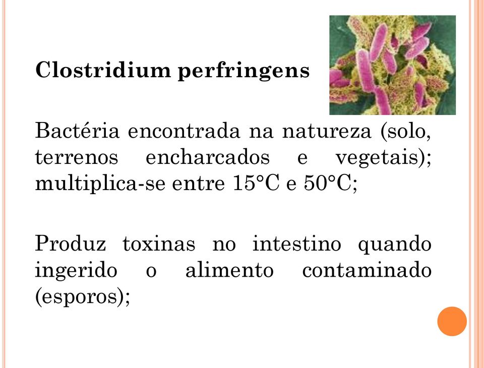 multiplica-se entre 15 C e 50 C; Produz toxinas no