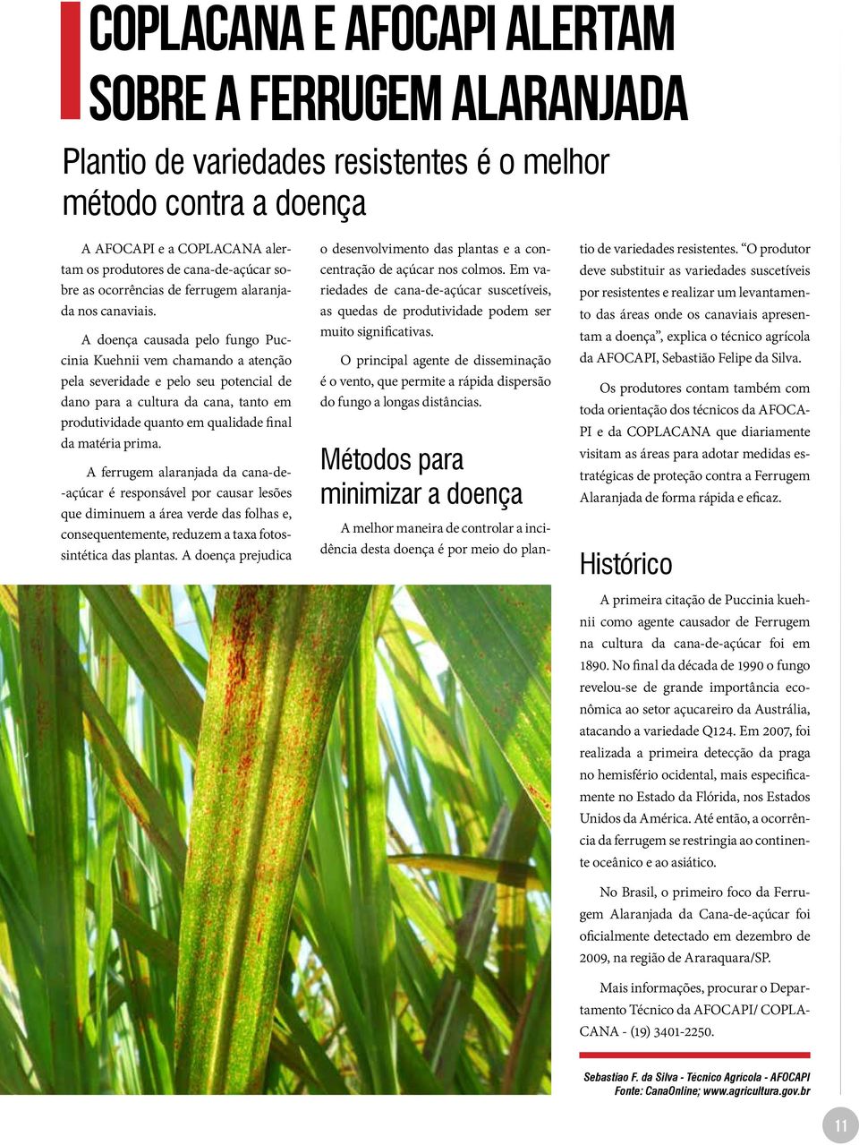 A doença causada pelo fungo Puccinia Kuehnii vem chamando a atenção pela severidade e pelo seu potencial de dano para a cultura da cana, tanto em produtividade quanto em qualidade final da matéria