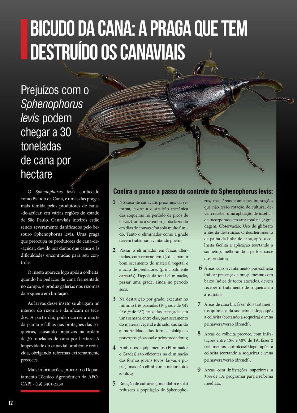 br O Sphenophorus levis conhecido como Bicudo da Cana, é umas das pragas mais temida pelos produtores de cana- -de-açúcar, em várias regiões do estado de São Paulo.