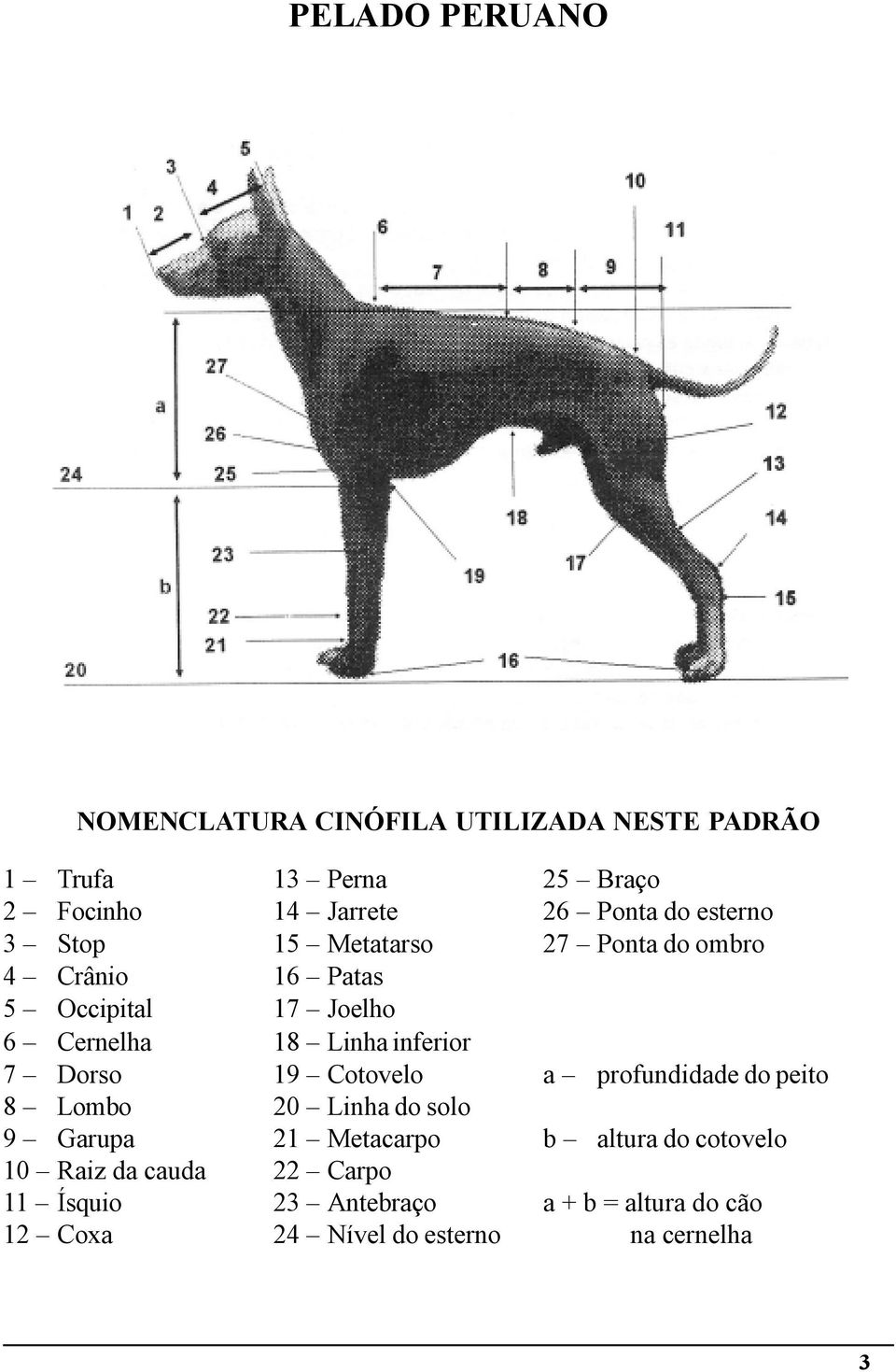 inferior 7 Dorso 19 Cotovelo a profundidade do peito 8 Lombo 20 Linha do solo 9 Garupa 21 Metacarpo b altura do