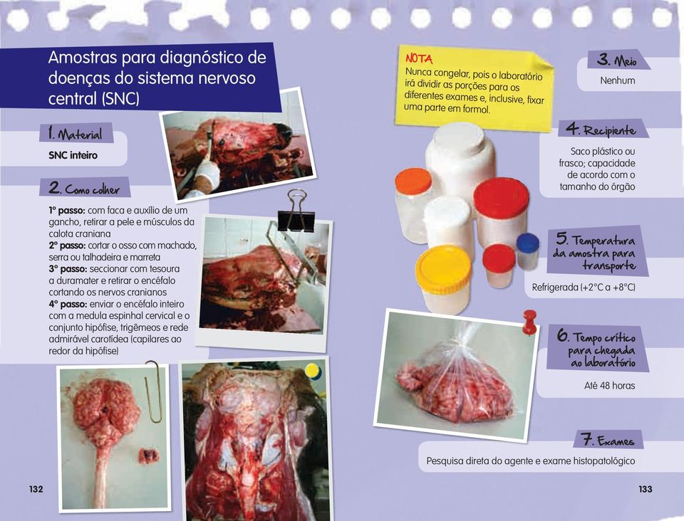 Recipiente Saco plástico ou frasco; capacidade de acordo com o tamanho do órgão 1º passo: com faca e auxílio de um gancho, retirar a pele e músculos da calota craniana 2º passo: cortar o osso com