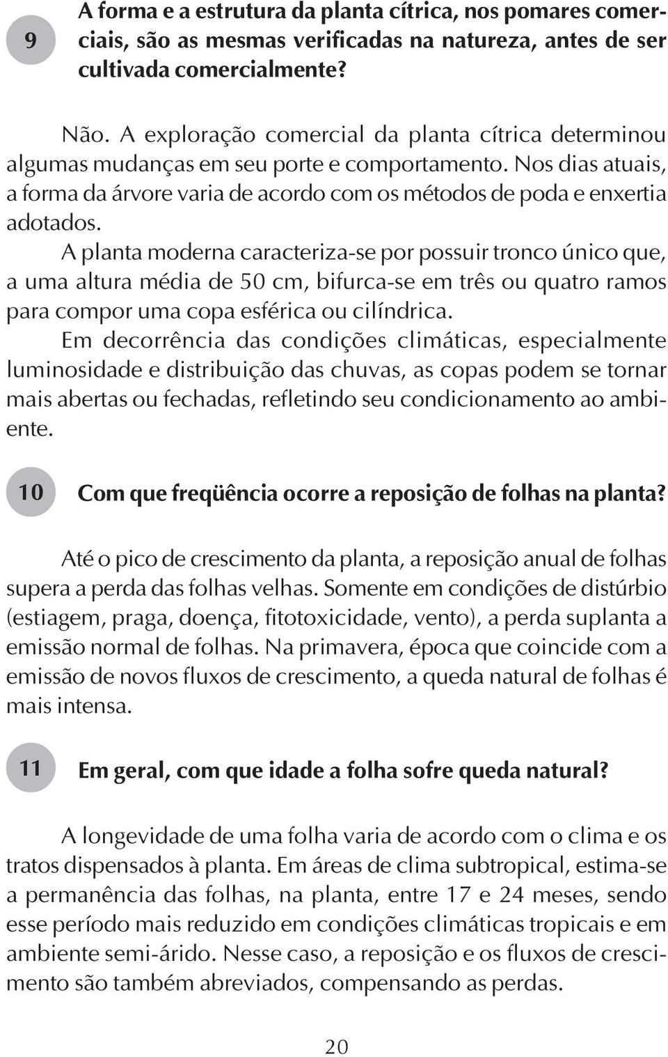 A planta moderna caracteriza-se por possuir tronco único que, a uma altura média de 50 cm, bifurca-se em três ou quatro ramos para compor uma copa esférica ou cilíndrica.