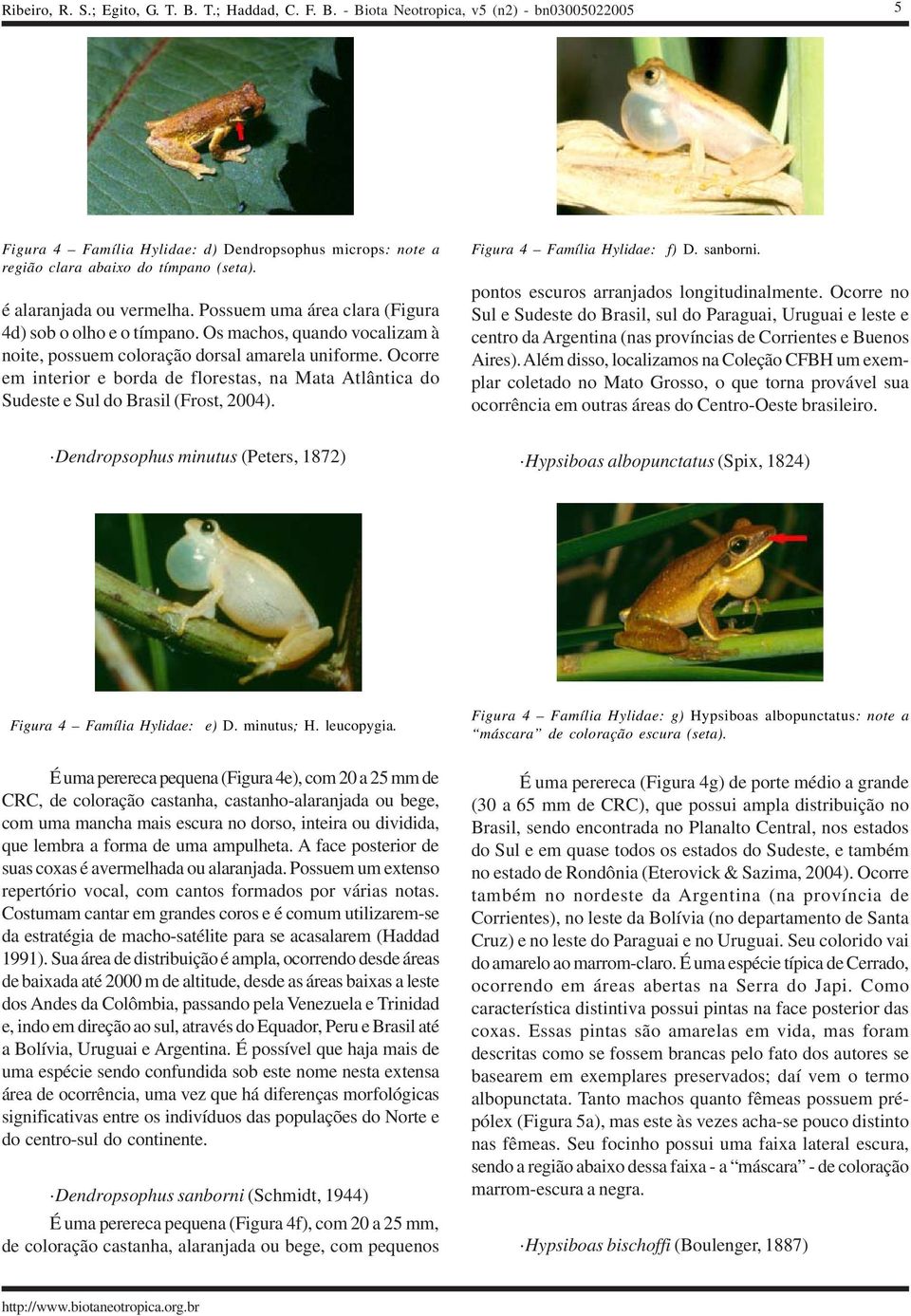 Figura 4 Família Hylidae: f) D. sanborni. pontos escuros arranjados longitudinalmente.