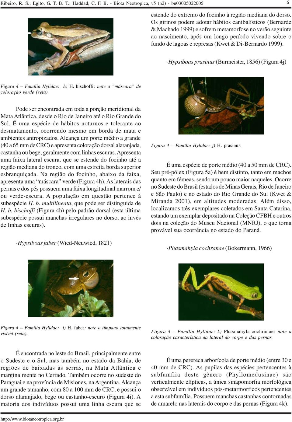 Di-Bernardo 1999). Hypsiboas prasinus (Burmeister, 1856) (Figura 4j) Figura 4 Família Hylidae: h) H. bischoffi: note a máscara de coloração verde (seta).