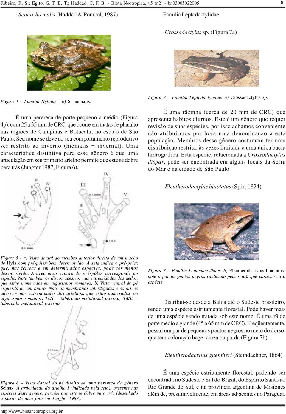 Uma característica distintiva para esse gênero é que uma articulação em seu primeiro artelho permite que este se dobre para trás (Jungfer 1987, Figura 6).