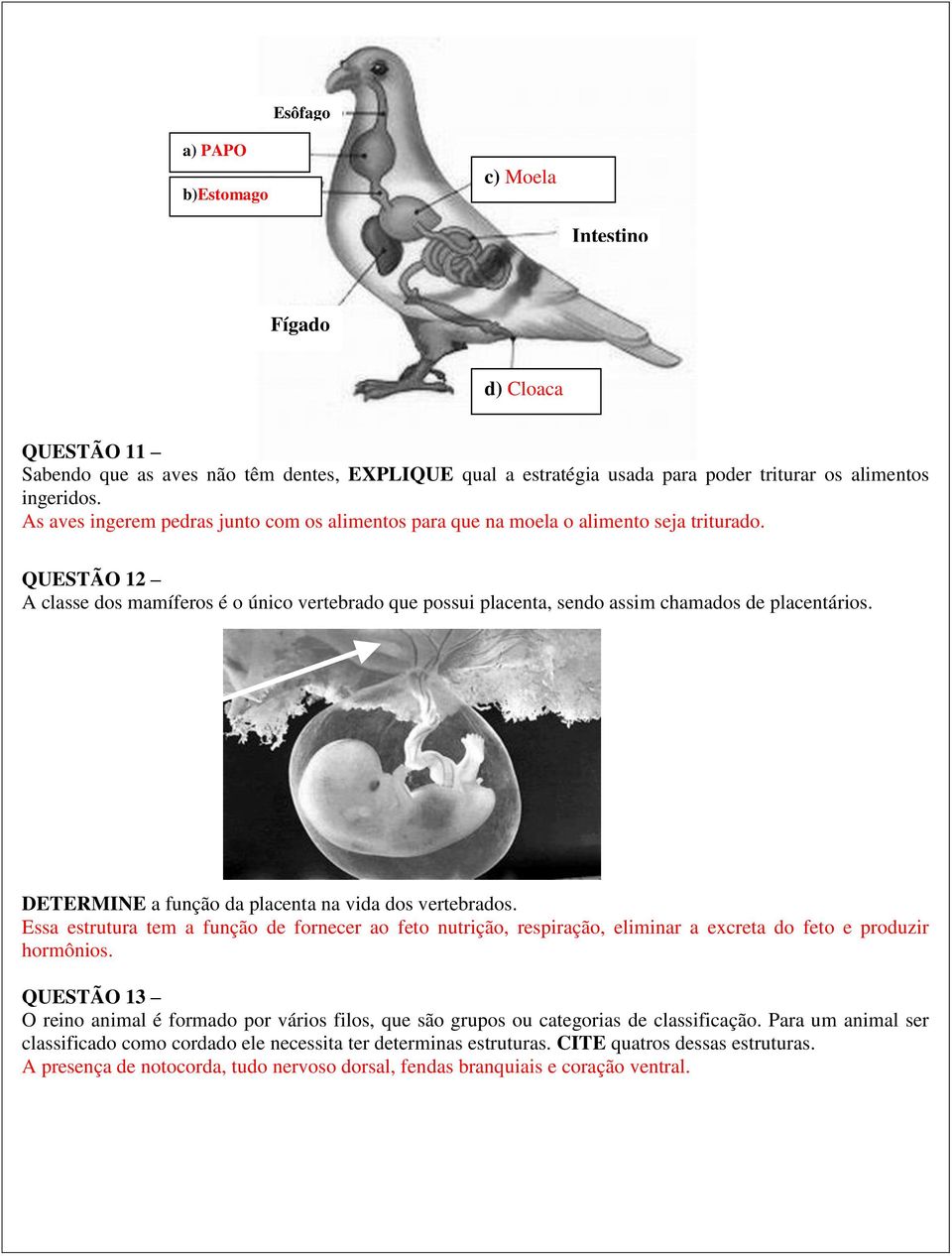 QUESTÃO 12 A classe dos mamíferos é o único vertebrado que possui placenta, sendo assim chamados de placentários. DETERMINE a função da placenta na vida dos vertebrados.