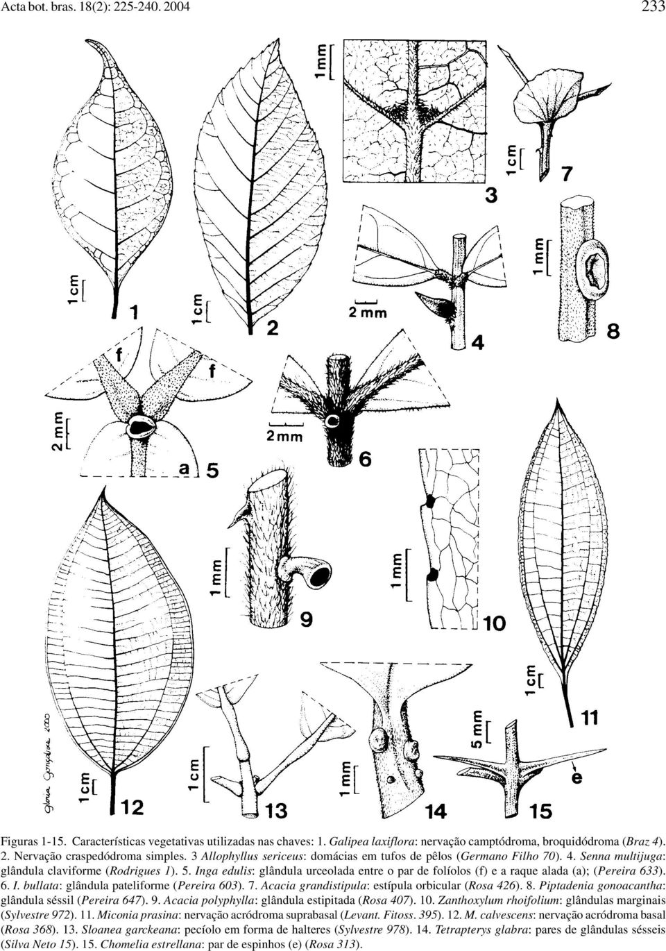 Inga edulis: glândula urceolada entre o par de folíolos (f) e a raque alada (a); (Pereira 633). 6. I. bullata: glândula pateliforme (Pereira 603). 7.