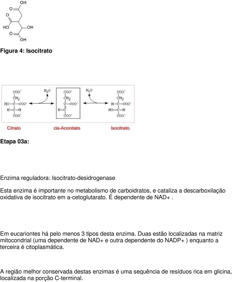 Em eucariontes há pelo menos 3 tipos desta enzima.