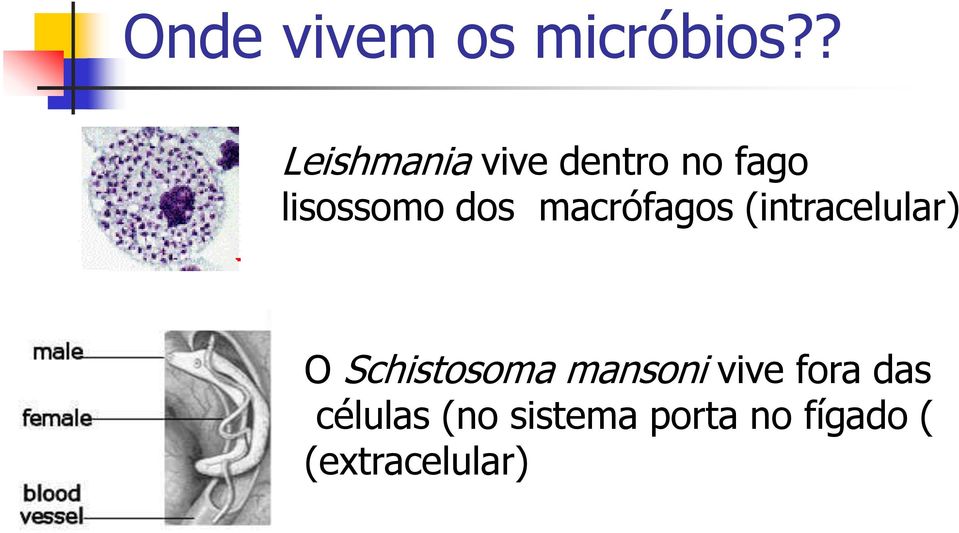 macrófagos (intracelular) O Schistosoma