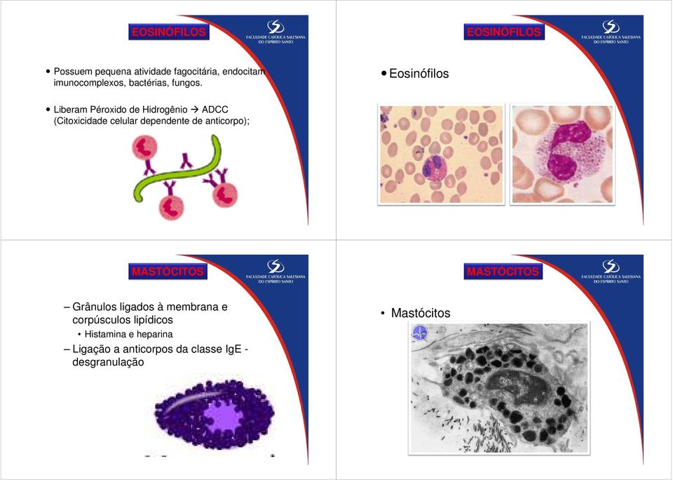 EOSINÓFILOS Eosinófilos Liberam Péroxido de Hidrogênio ADCC (Citoxicidade celular