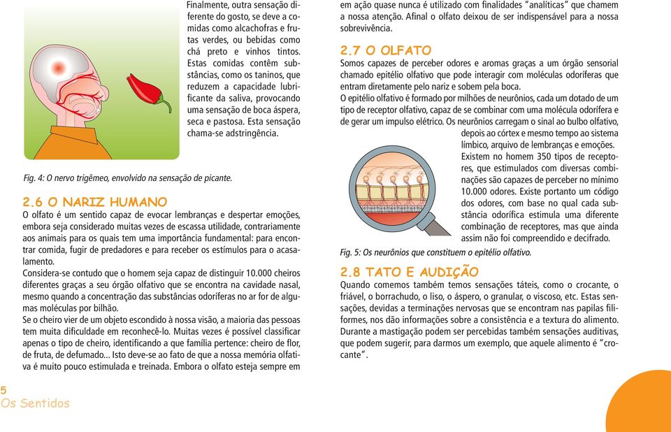 Estas comidas contêm substâncias, como os taninos, que reduzem a capacidade lubrificante da saliva, provocando uma sensação de boca áspera, seca e pastosa. Esta sensação chama-se adstringência. 2.