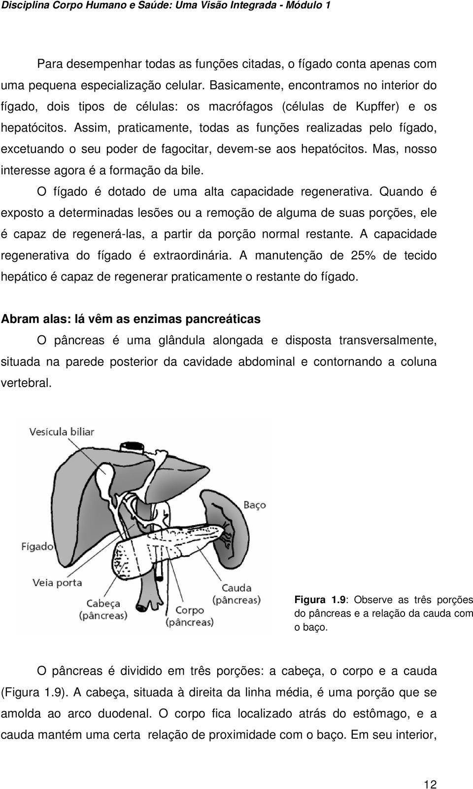 Assim, praticamente, todas as funções realizadas pelo fígado, excetuando o seu poder de fagocitar, devem-se aos hepatócitos. Mas, nosso interesse agora é a formação da bile.