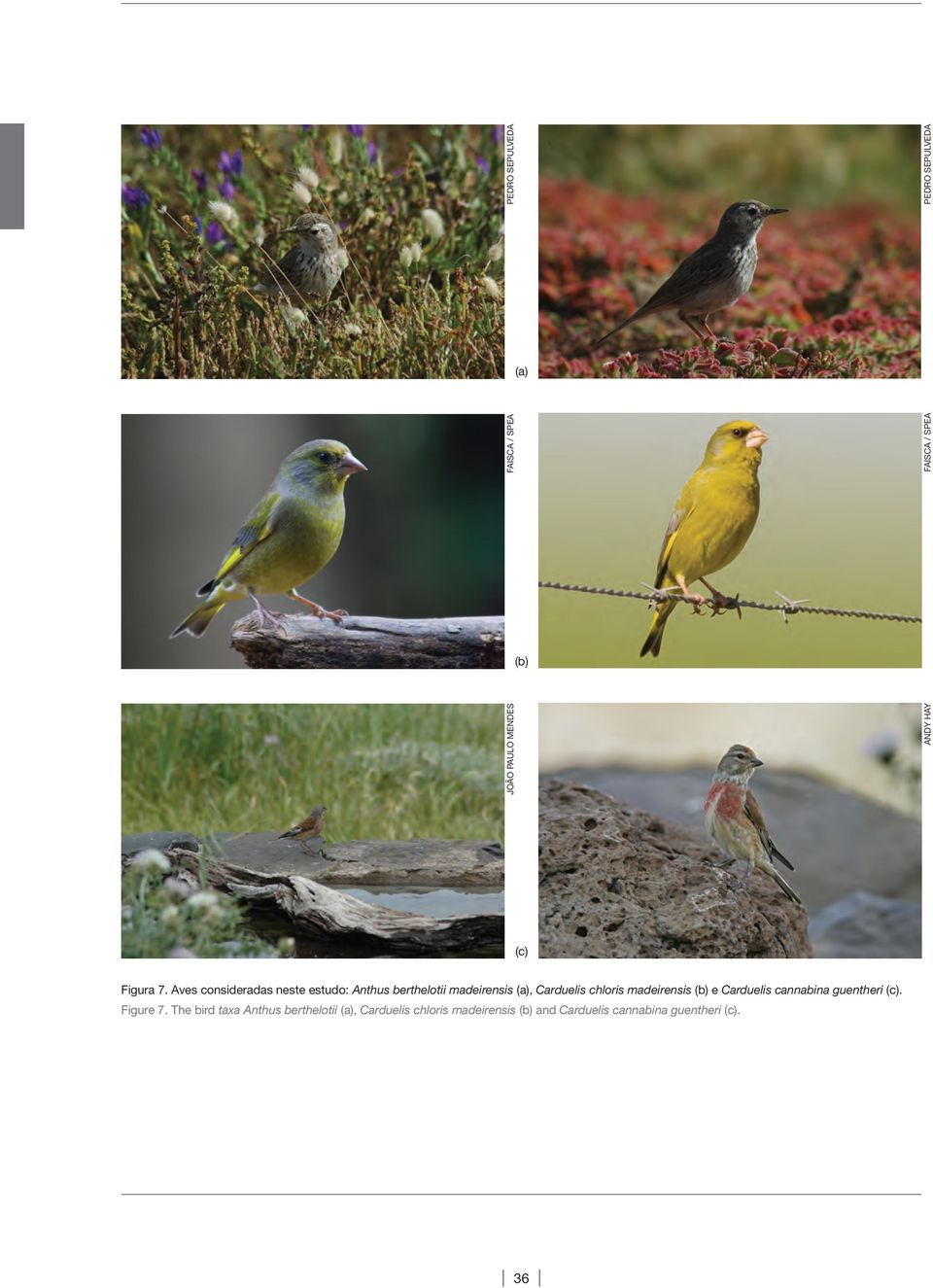 Aves consideradas neste estudo: Anthus berthelotii madeirensis (a), Carduelis chloris