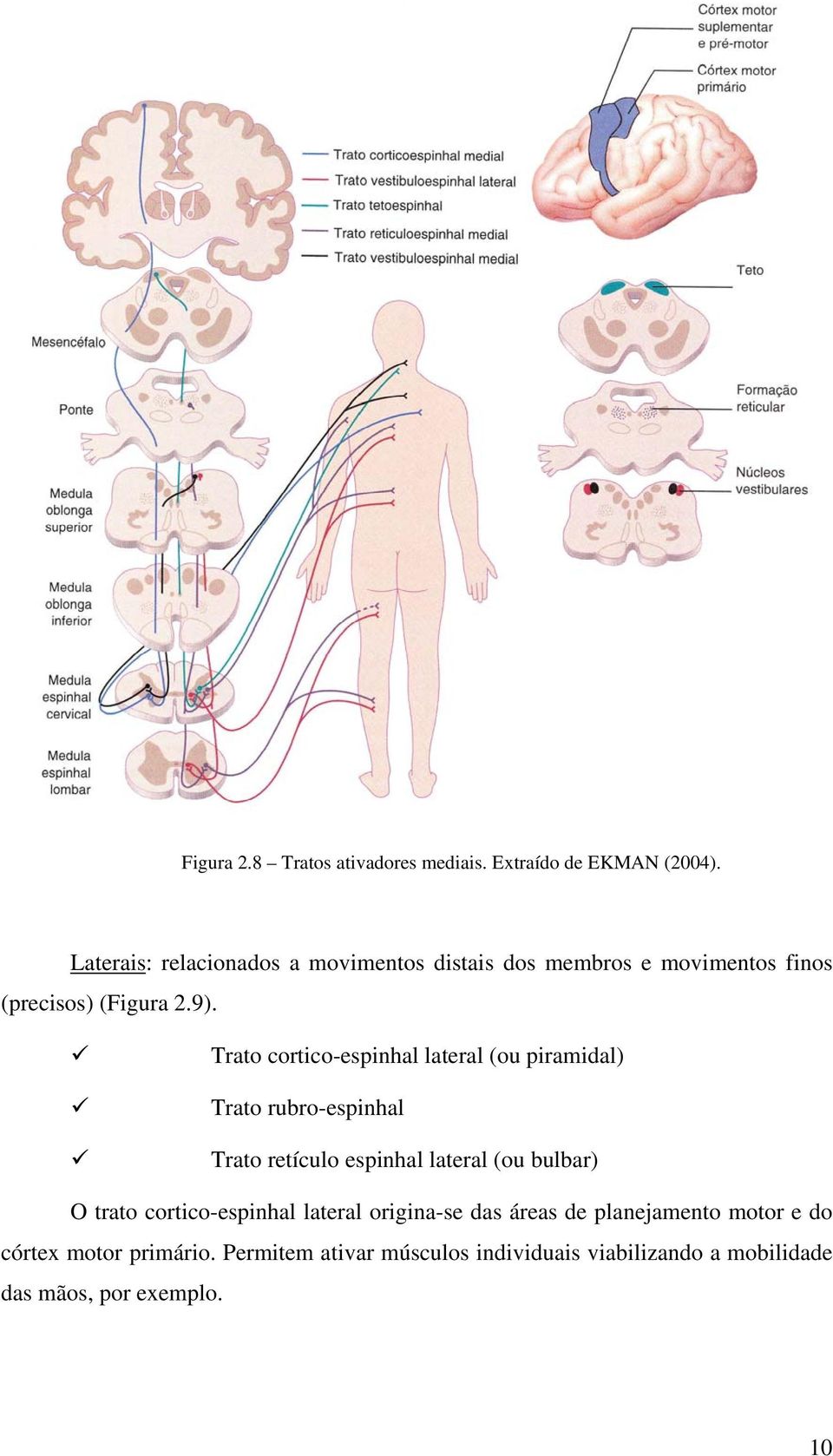 Trato cortico-espinhal lateral (ou piramidal) Trato rubro-espinhal Trato retículo espinhal lateral (ou bulbar) O