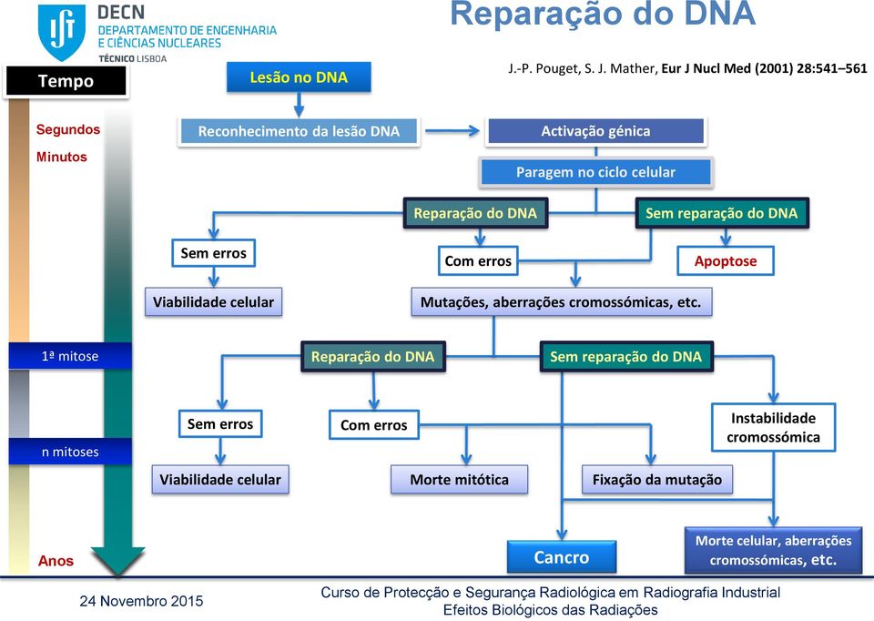 Mather, Eur J Nucl Med (2001) 28:541 561 Segundos Minutos Reconhecimento da lesão DNA Activação génica Paragem no ciclo celular Sem