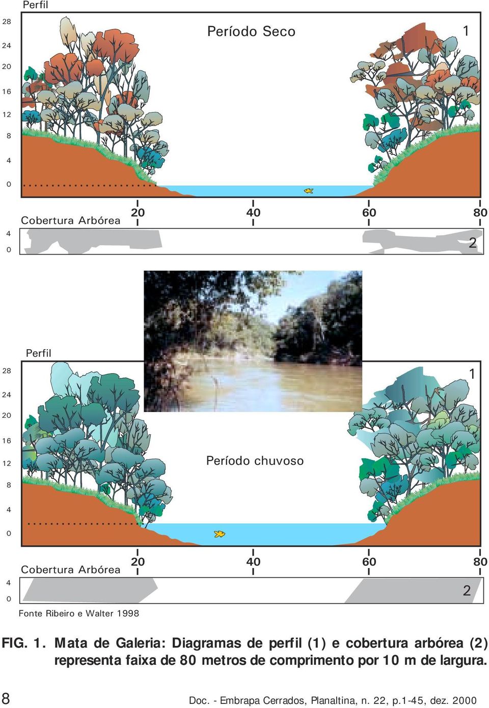 1. Mata de Galeria: Diagramas de perfil (1) e cobertura arbórea (2) representa faixa de 80 metros