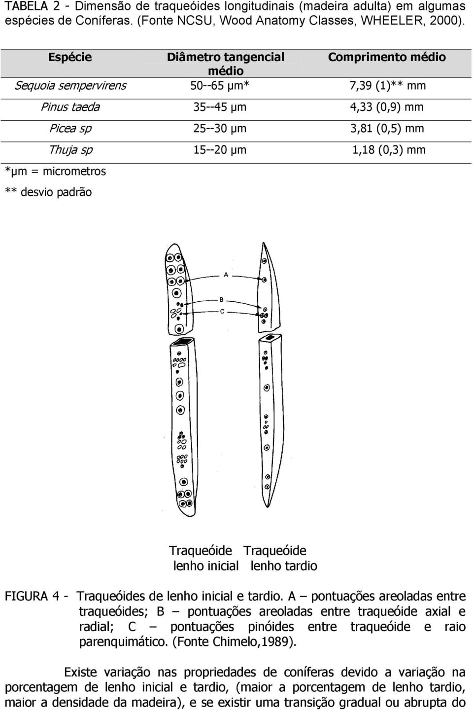 *µm = micrometros ** desvio padrão Traqueóide Traqueóide lenho inicial lenho tardio FIGURA 4 - Traqueóides de lenho inicial e tardio.