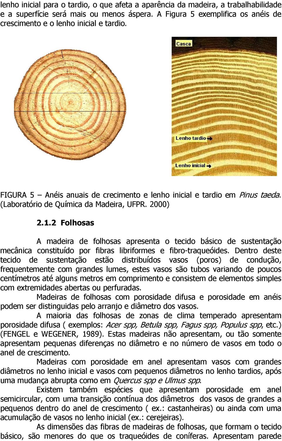 2 Folhosas A madeira de folhosas apresenta o tecido básico de sustentação mecânica constituído por fibras libriformes e fibro-traqueóides.