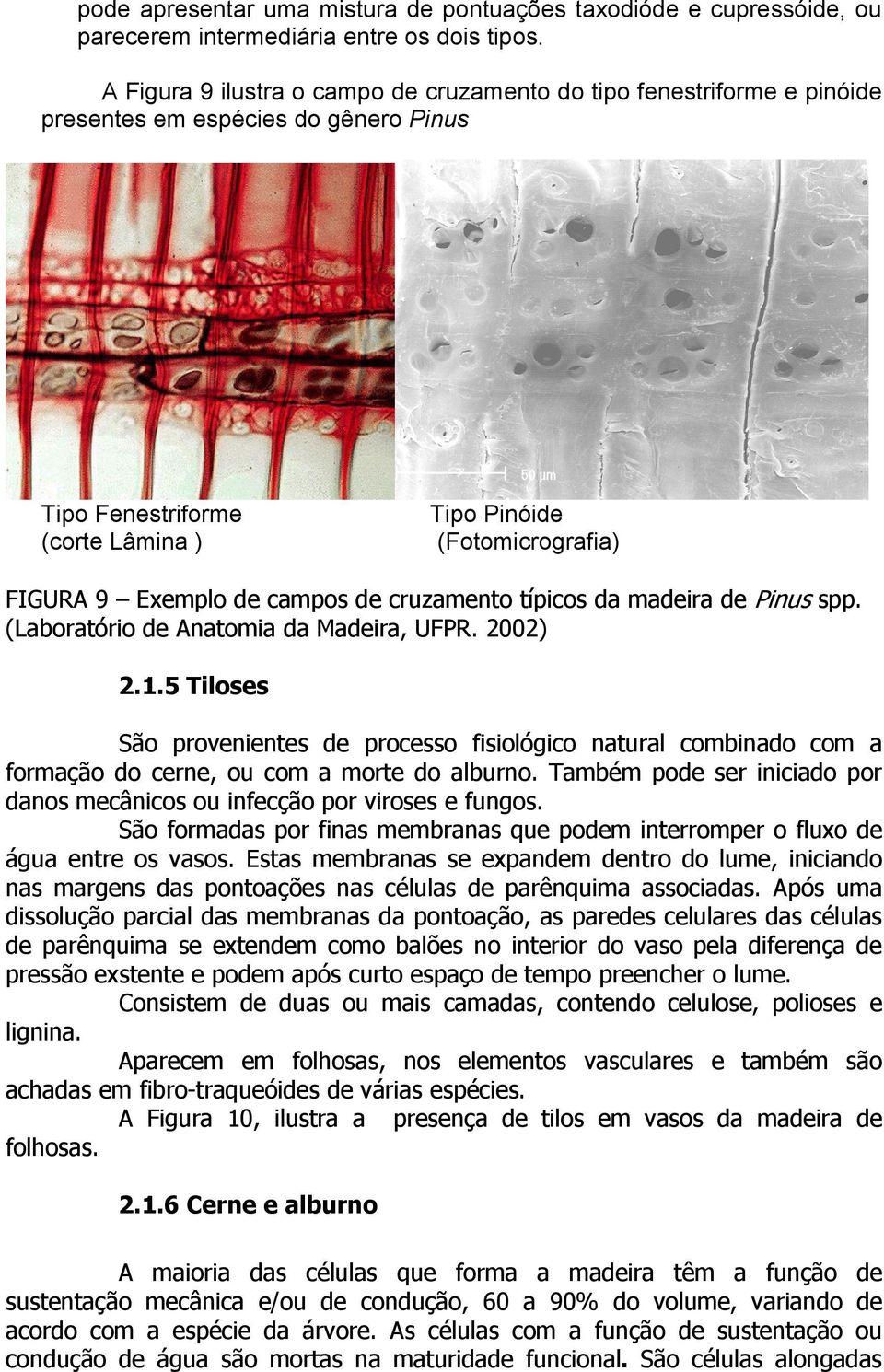 campos de cruzamento típicos da madeira de Pinus spp. (Laboratório de Anatomia da Madeira, UFPR. 2002) 2.1.