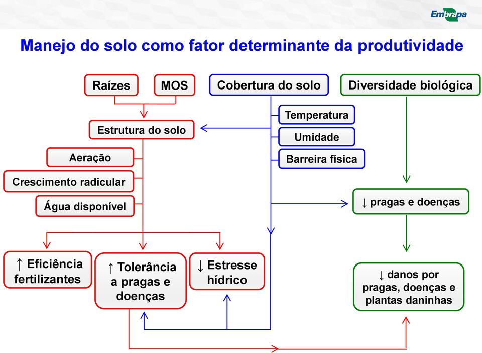 Crescimento radicular Água disponível pragas e doenças Eficiência fertilizantes