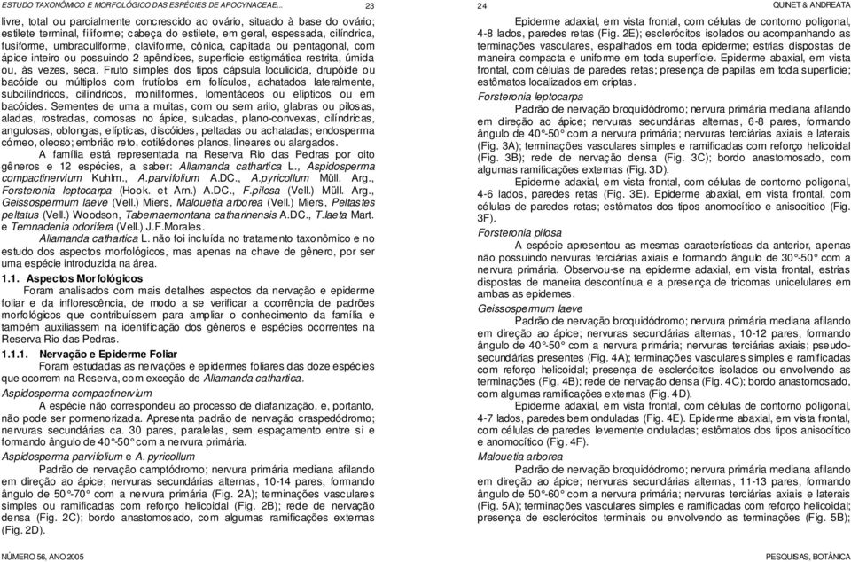 Fruto simples dos tipos cápsula loculicida, drupóide ou bacóide ou múltiplos com frutíolos em folículos, achatados lateralmente, subcilíndricos, cilíndricos, moniliformes, lomentáceos ou elípticos ou