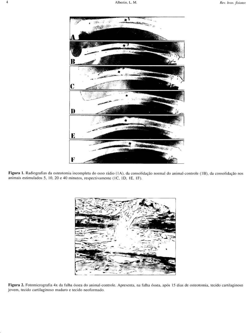 consolidação nos animais estimulados 5, I O, 20 e 40 minutos, respectivamente (I C. 1 D, I E, I F). Figura 2.