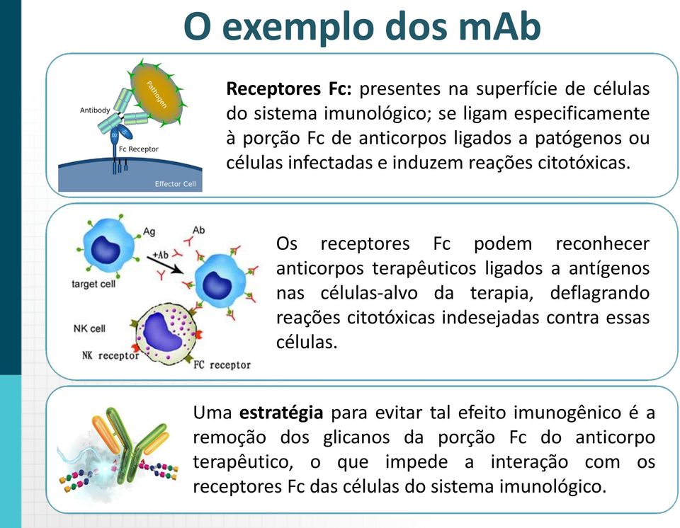 Os receptores Fc podem reconhecer anticorpos terapêuticos ligados a antígenos nas células-alvo da terapia, deflagrando reações citotóxicas