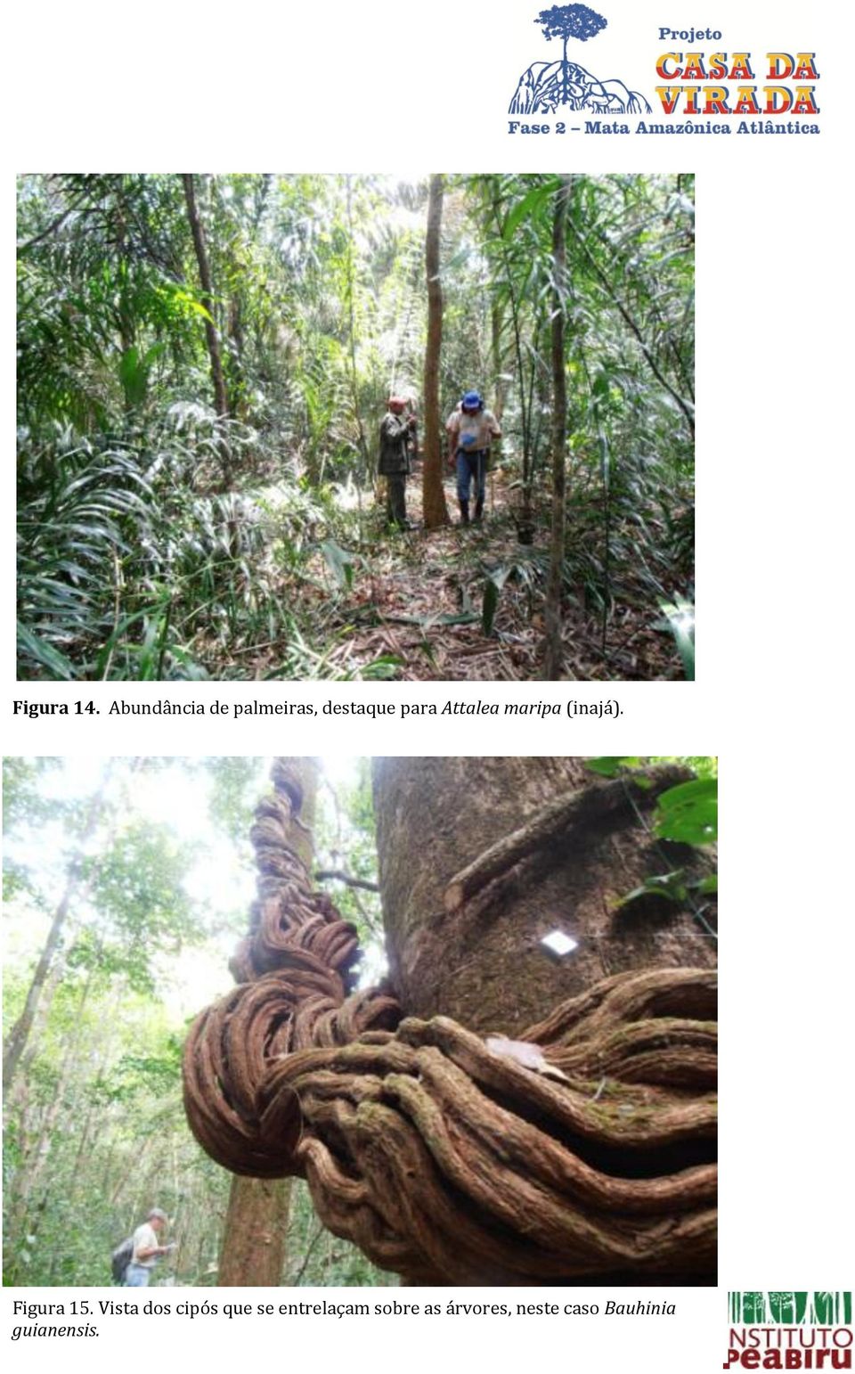 Attalea maripa (inajá). T guianensis.