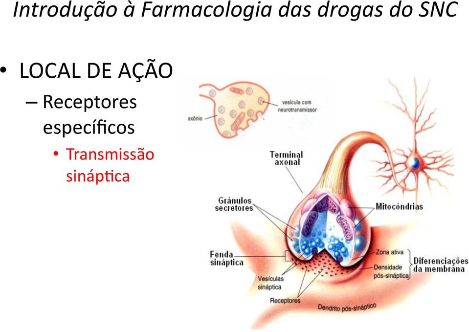 DE AÇÃO Receptores