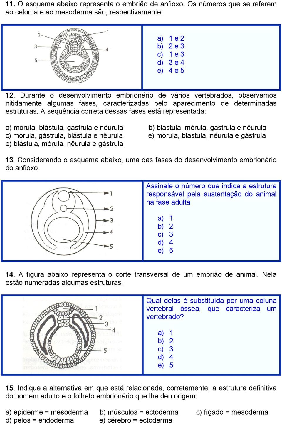 A seqüência correta dessas fases está representada: a) mórula, blástula, gástrula e nêurula b) blástula, mórula, gástrula e nêurula c) mórula, gástrula, blástula e nêurula e) mórula, blástula,