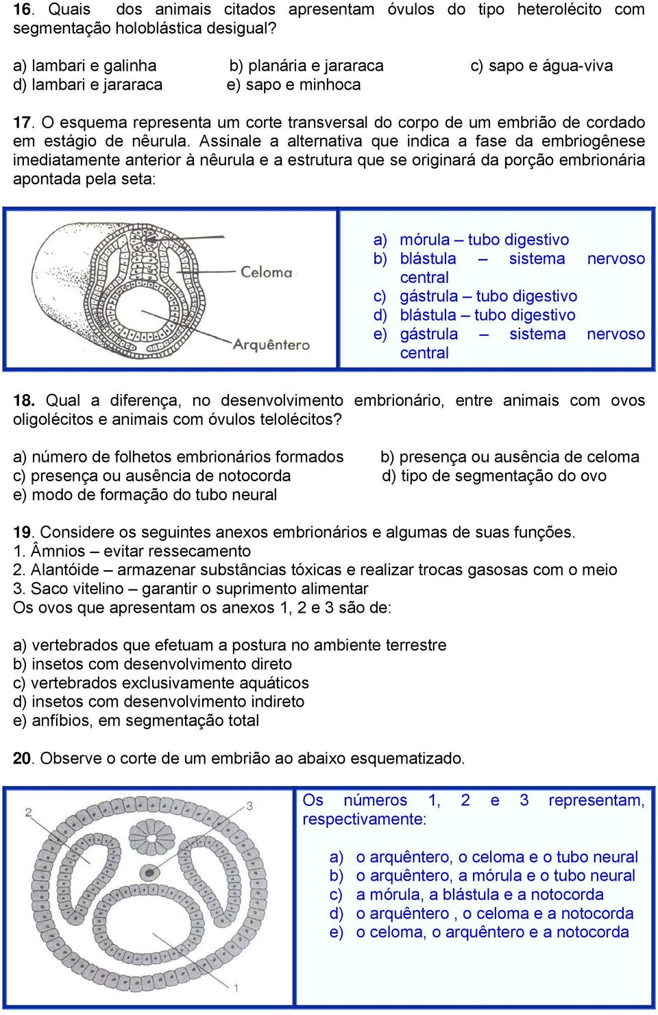 O esquema representa um corte transversal do corpo de um embrião de cordado em estágio de nêurula.