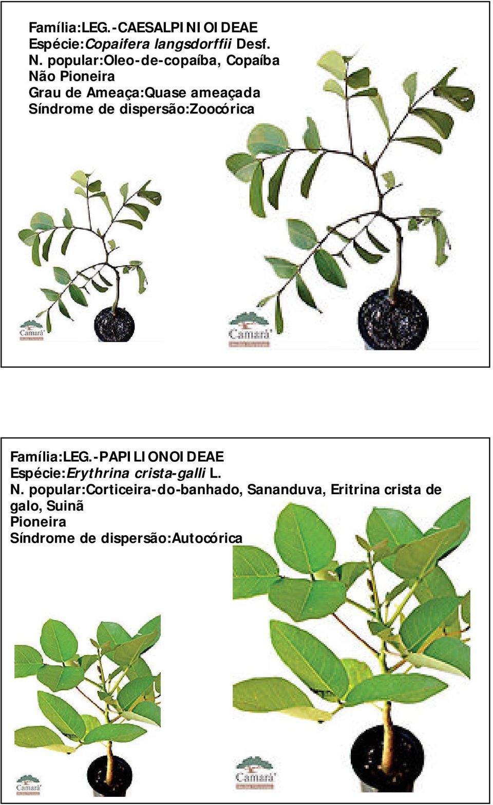 -PAPILIONOIDEAE Espécie:Erythrina crista-galli L. N.