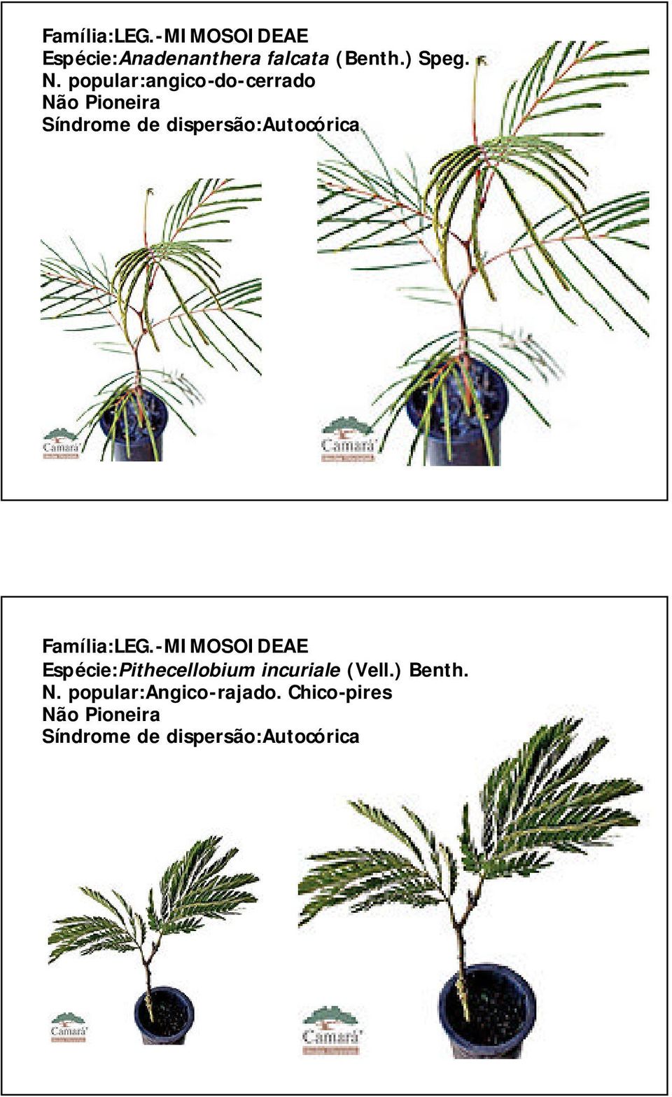 Família:LEG.-MIMOSOIDEAE Espécie:Pithecellobium incuriale (Vell.