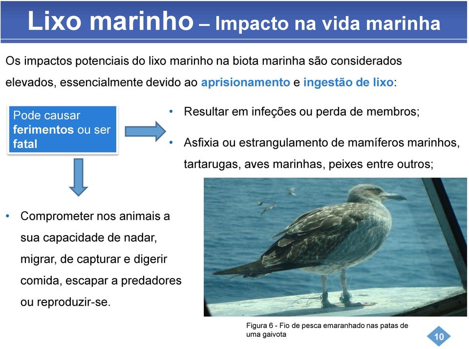 estrangulamento de mamíferos marinhos, tartarugas, aves marinhas, peixes entre outros; Comprometer nos animais a sua capacidade de